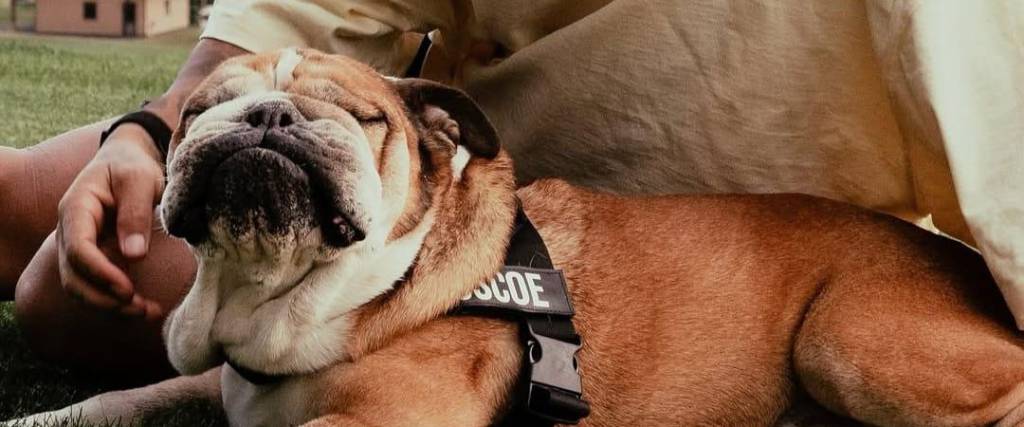 Lewis Hamilton despidió a su fiel amigo Roscoe