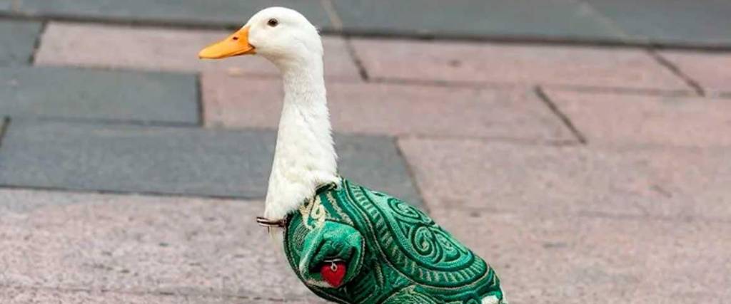 Merlín es un pato que se volvió viral en el Mundial 2026