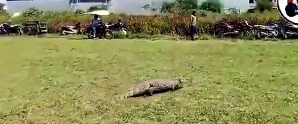 El lagarto fue bautizado con el nombre de “Juancho” por los espectadores de la Liga Obrera en Beni.