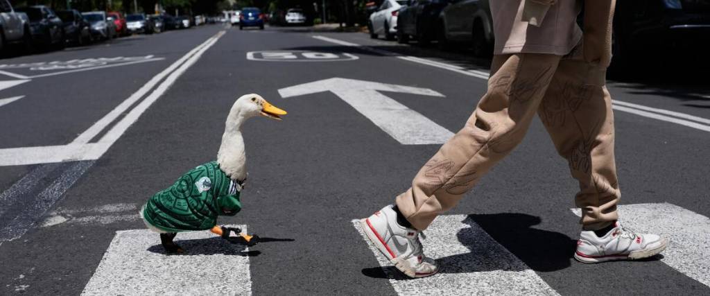 El pato Merlín generó sensación en el público de redes sociales