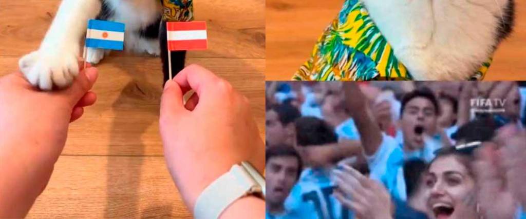 Billy es un gato que pronostica qué selección va a ganar en los partidos del Mundial 2026
