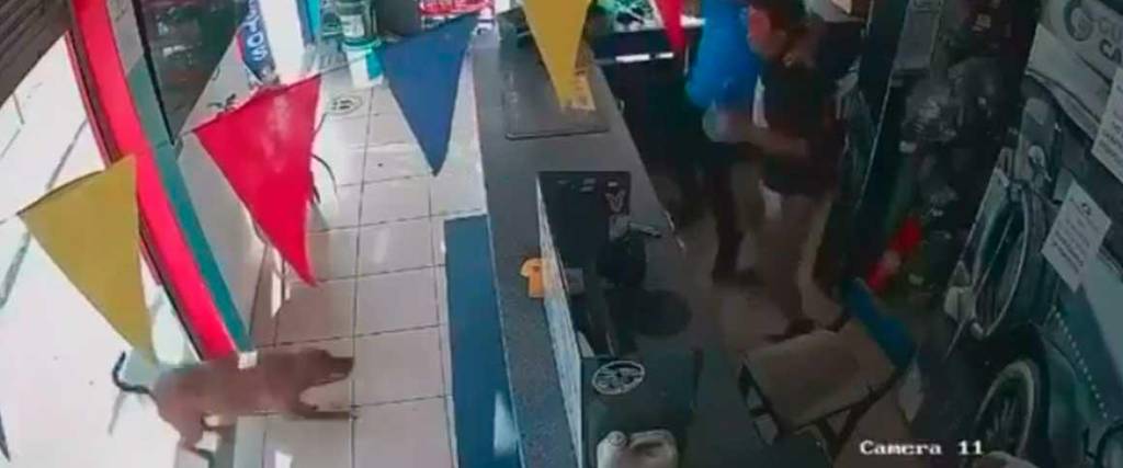 Un can se volvió viral por su particular reacción ante uno de los goles de Ecuador 