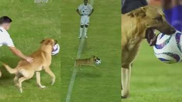 Video: Un perro se roba el balón y “gambetea” a jugadores y seguridad