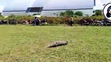Protagonista inesperado: Lagarto interrumpe un partido de fútbol en Beni