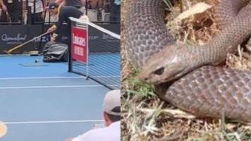¡Insólito! Una serpiente interrumpe un partido del torneo ATP de Brisbane