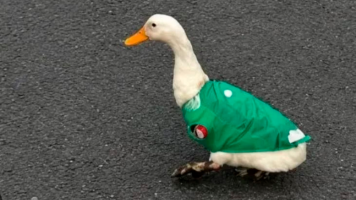 Merlín, el ‘pato mundialista’ de México que se roba el cariño de los hinchas