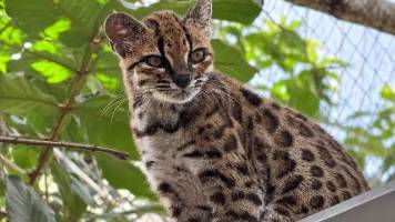 El tilcayo será la mascota de los Juegos Bolivarianos La Paz 2029