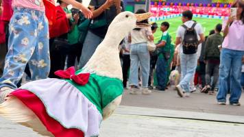 Conoce a Juanita: La patita mundialista a la que vinculan con Merlín, el ‘embajador’ de la FIFA