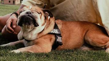 Hamilton tomó la “decisión más difícil” al despedirse de su perro Roscoe