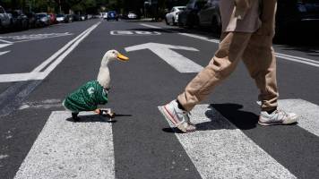 Inesperado: la FIFA se contacta con la familia del pato Merlín, las mascota que se viralizó en el Mundial 