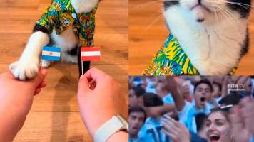 Billy, el gato pronosticador: Ya acertó en resultados de 21 partidos del Mundial 