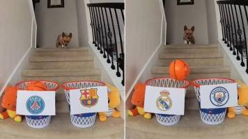 Video: El perro que adivinó las clasificaciones del Real Madrid, el PSG, el Bayern y el Dortmund