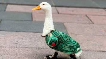 El pato Merlín cruza fronteras y causa furor en Canadá 