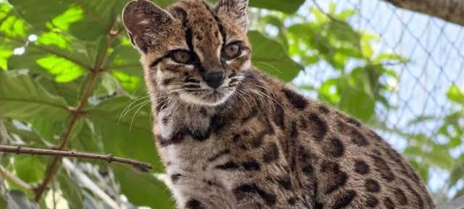 El tilcayo yungüeño será la mascota de los Juegos Bolivarianos 2029.